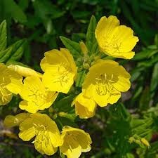 fleur jaune d'onagre