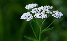fleur et feuille d'achillée millefeuille