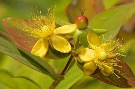 fleurs et feuilles de millepertuis