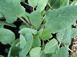 feuilles de sauge sclarée