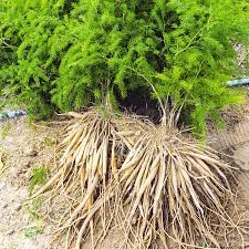 feuilles et racines de shatavari